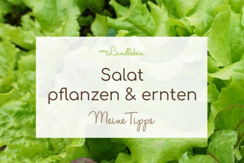 Salat pflanzen & ernten: meine Tipps