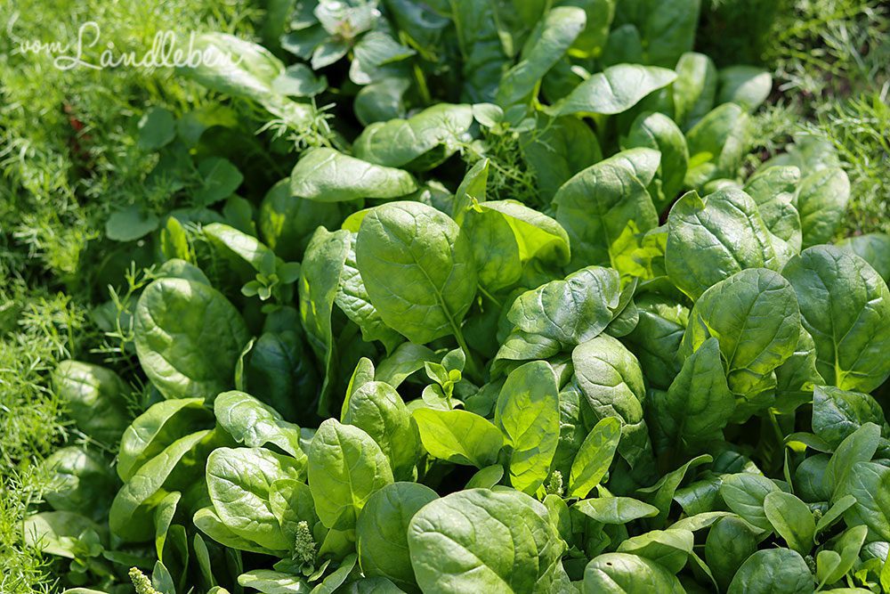 Spinat im Hochbeet