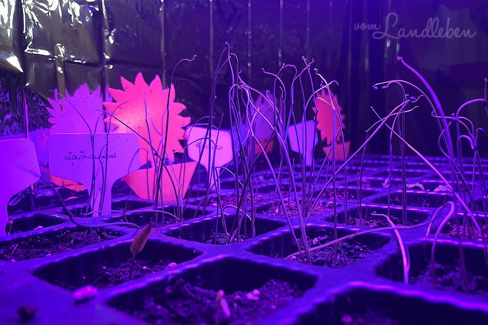 Anzucht unter LED - Februar 2023