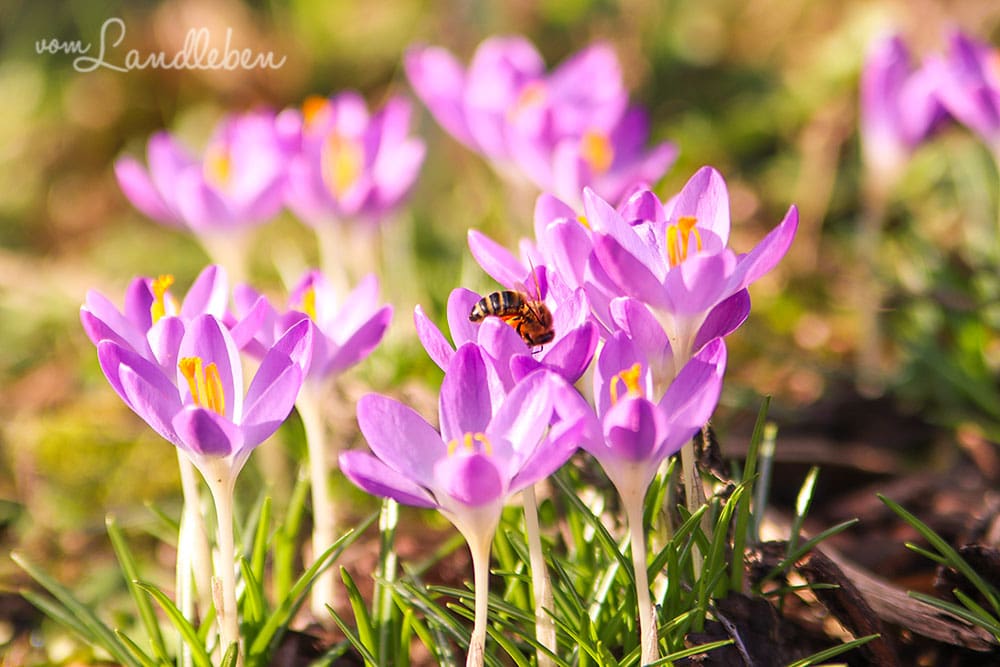 Biene am Krokus