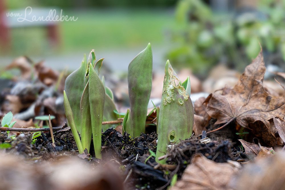 Frühjahrsblüher - Januar 2023