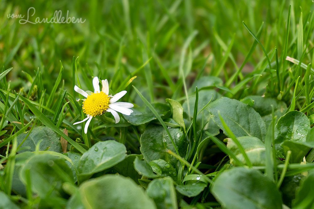 Das erste Gänseblümchen - Januar 2023