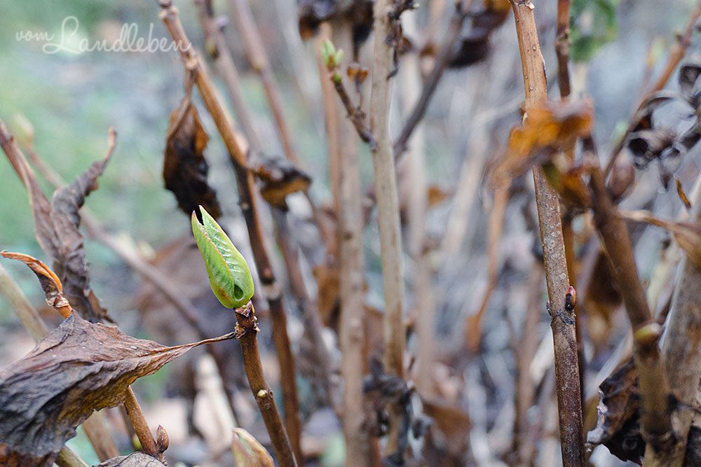 Knospen an der Hortensie - Januar 2023