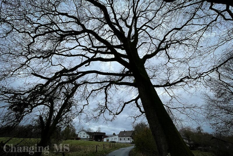 Baum - 12 von 12 im März 2023