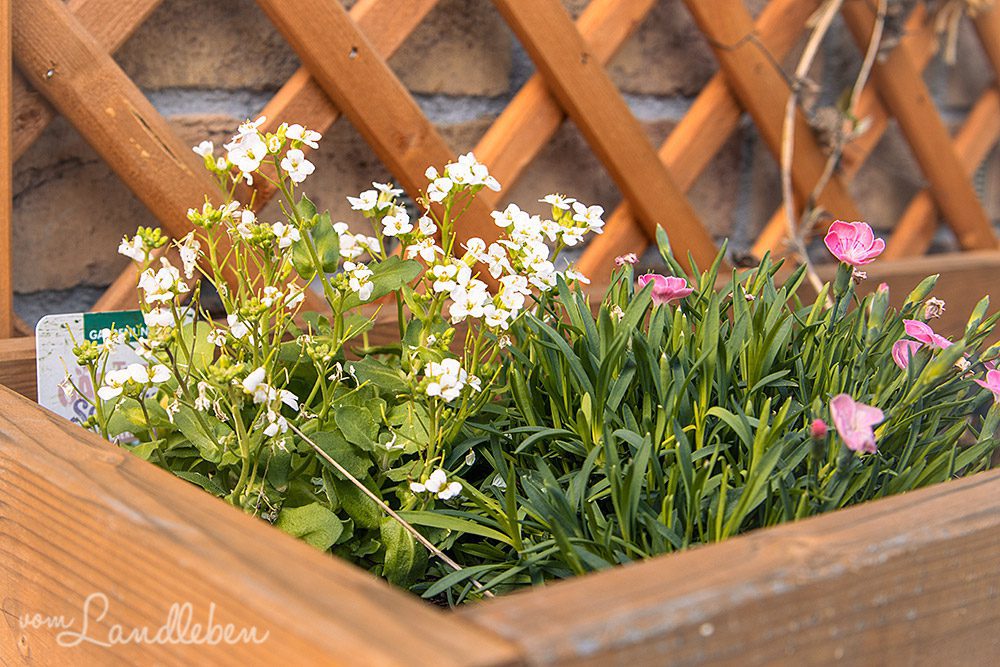 Gänsekresse und Nelken