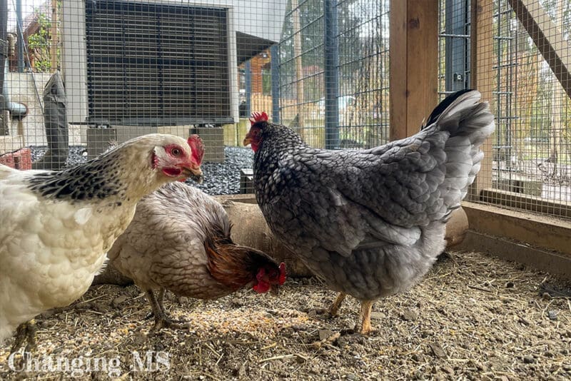 Hühner - 12 von 12 im März 2023