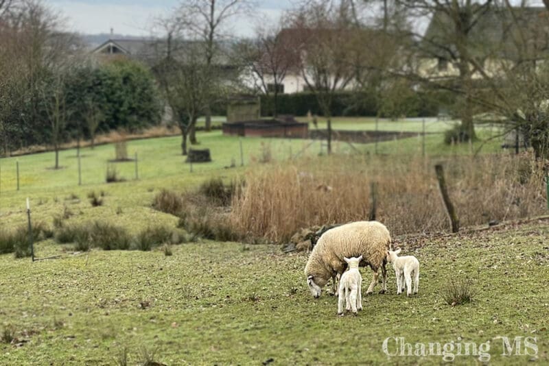 Schafe - 12 von 12 im März 2023