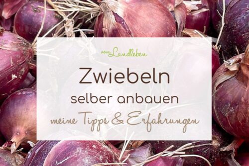 Zwiebeln selber anbauen: meine Tipps & Erfahrungen