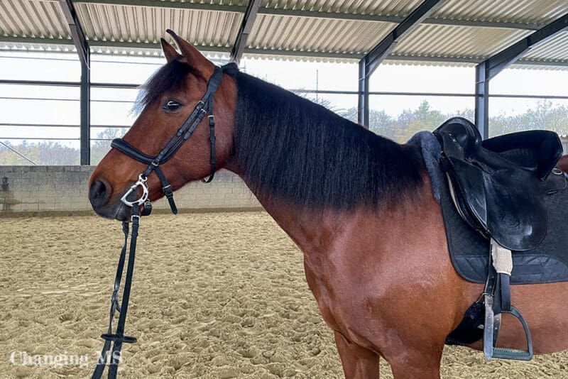 Dolida vor dem Reiten - 12 von 12 im April 2023