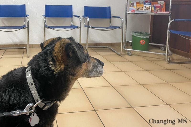 Nala beim Tierarzt - 12 von 12 im April 2023