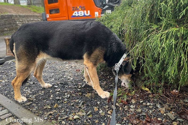 Nala schnuppert - 12 von 12 im April 2023