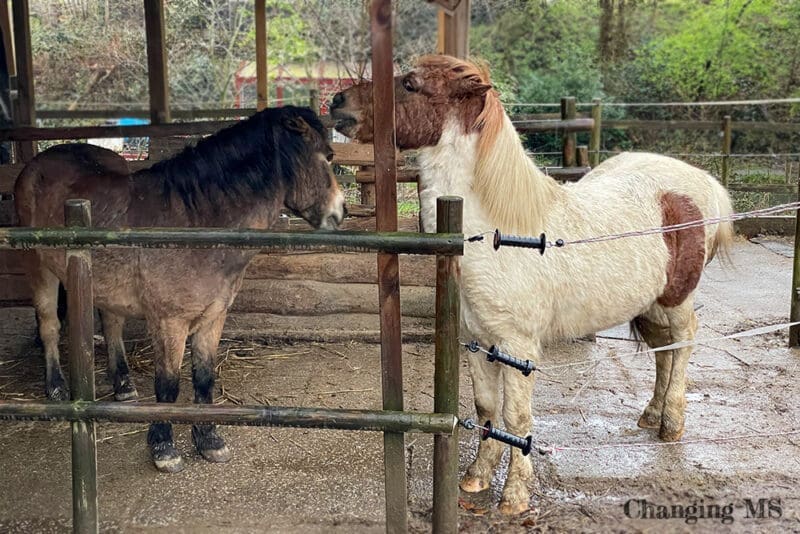 Ponys versorgen - 12 von 12 im April 2023