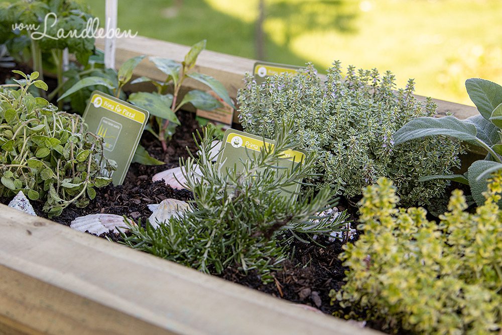 Mediterranes Kräuterhochbeet