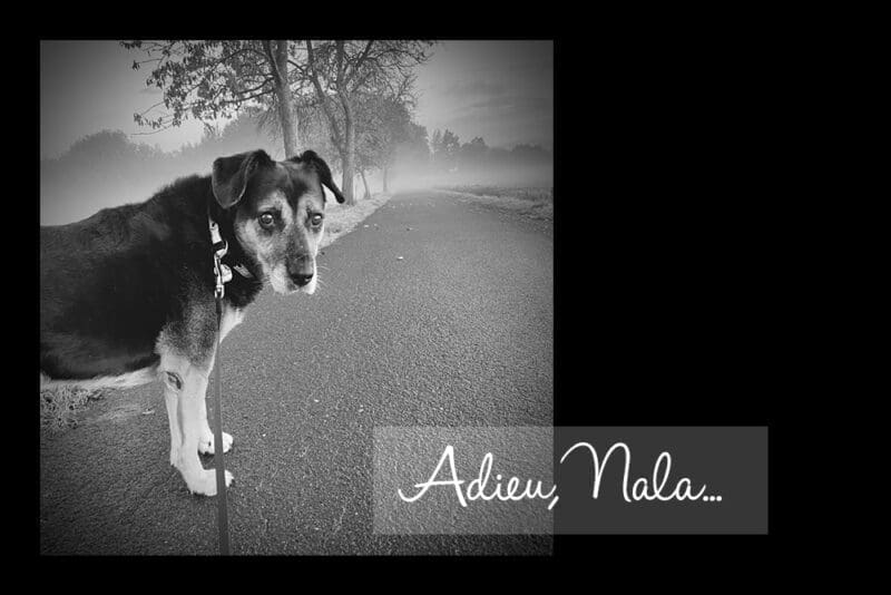 Adieu Nala
