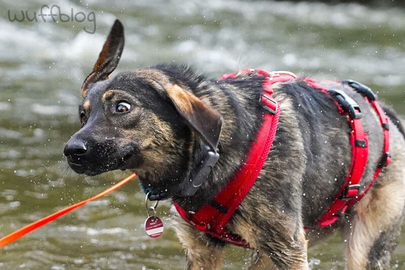 Bonnie im Fluss - Hund schüttelt sich