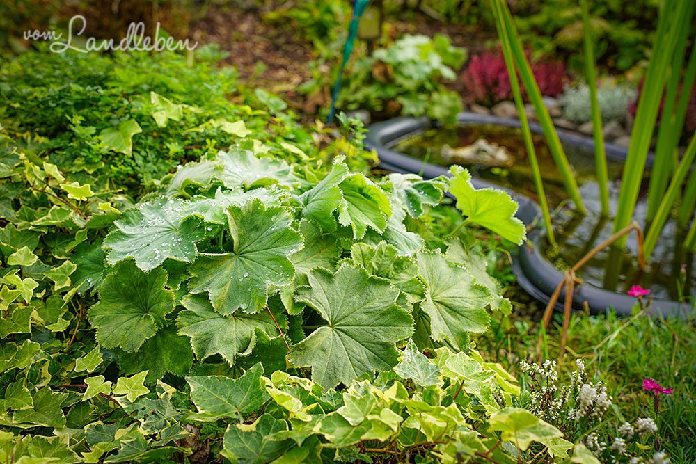 Frauenmantel im Mittelgarten