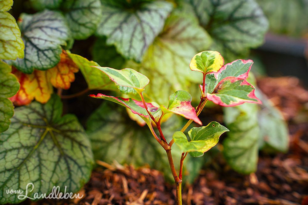 Heuchera und Buntblättriger Eidechsenschwanz