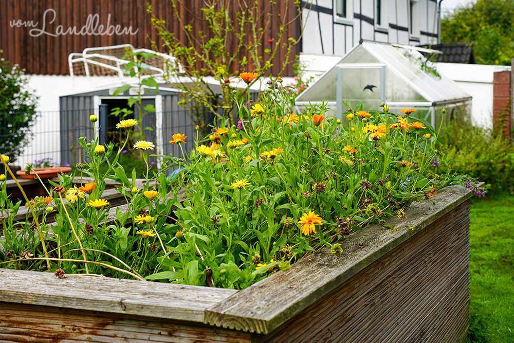 Ringelblumen im Hochbeet