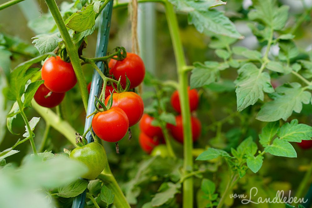 Tomaten im Gewächshaus