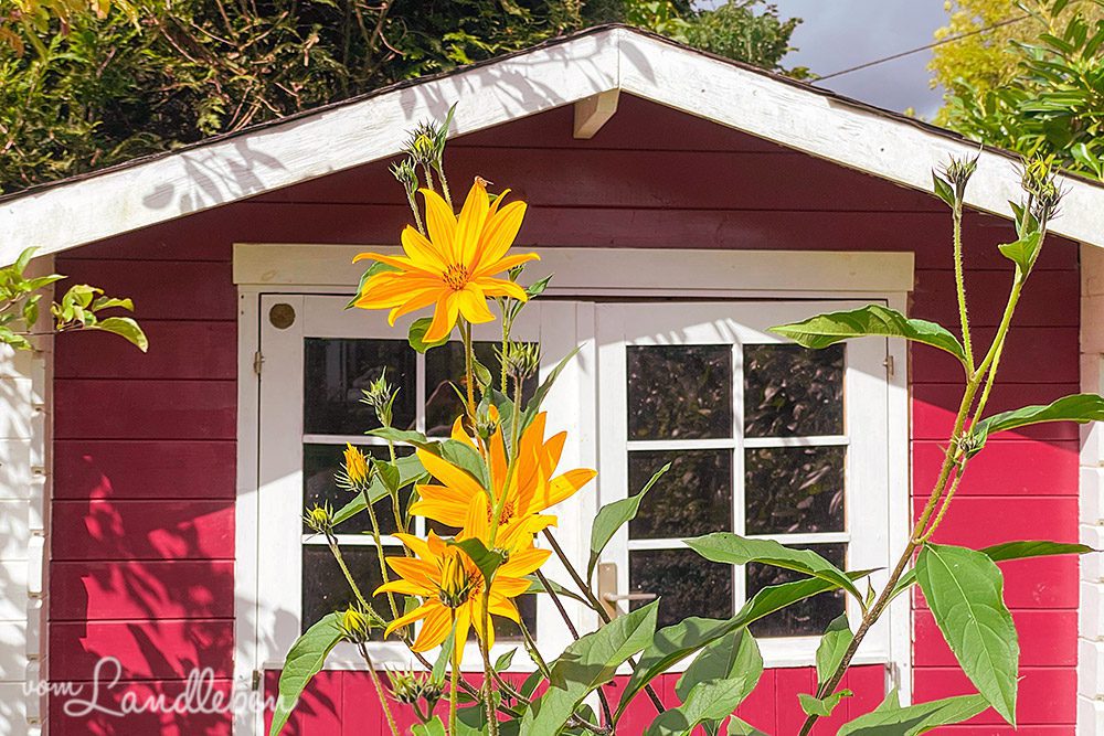 Topinambur vorm Gartenhäuschen