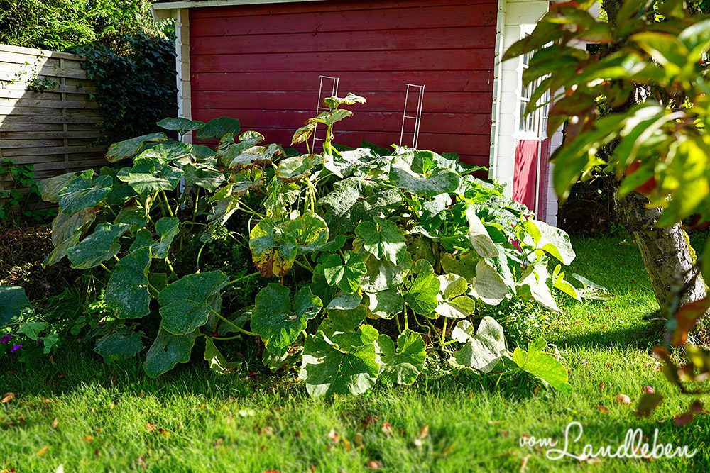 Zucchini und Kürbis wachsen auf dem Komposthaufen