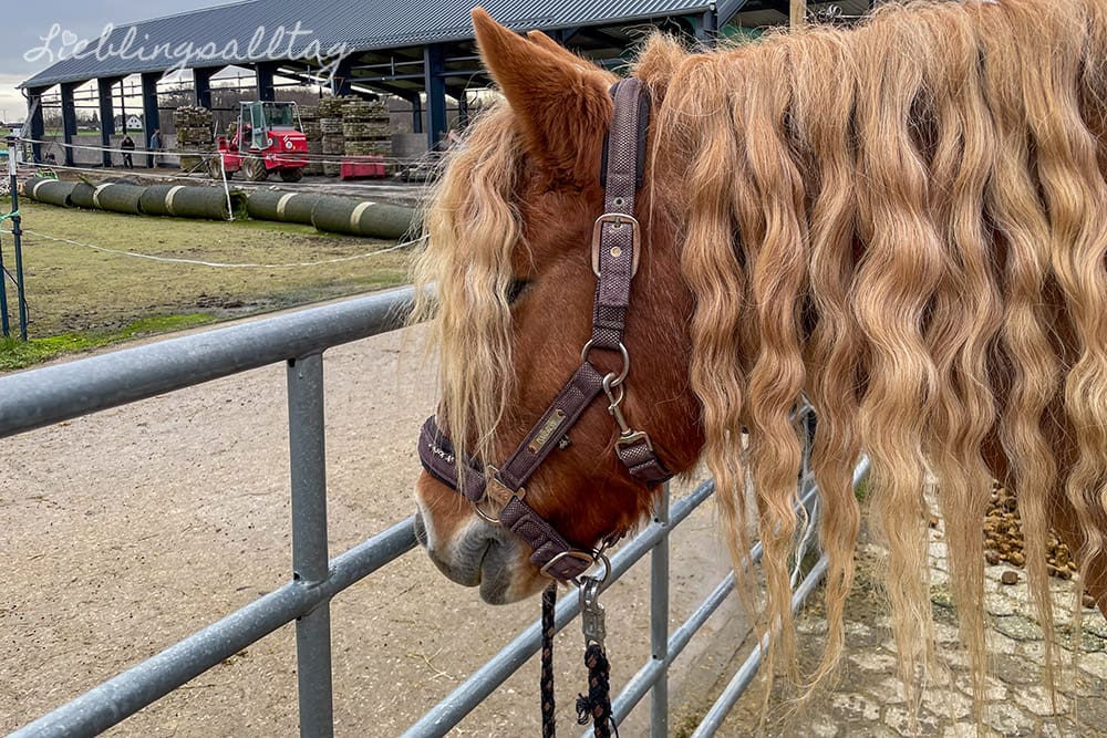 Das Pony hat die Haare schön