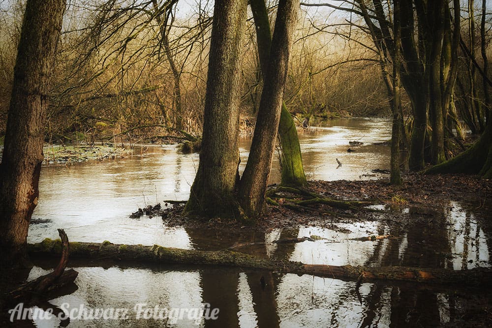 Im Wald am Fluss