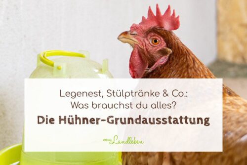 Hühner-Grundausstattung - was brauchst du?