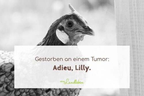 Huhn Lilly - gestorben an einem Tumor