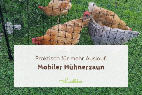 Mobiler Hühnerzaun für mehr Auslauf