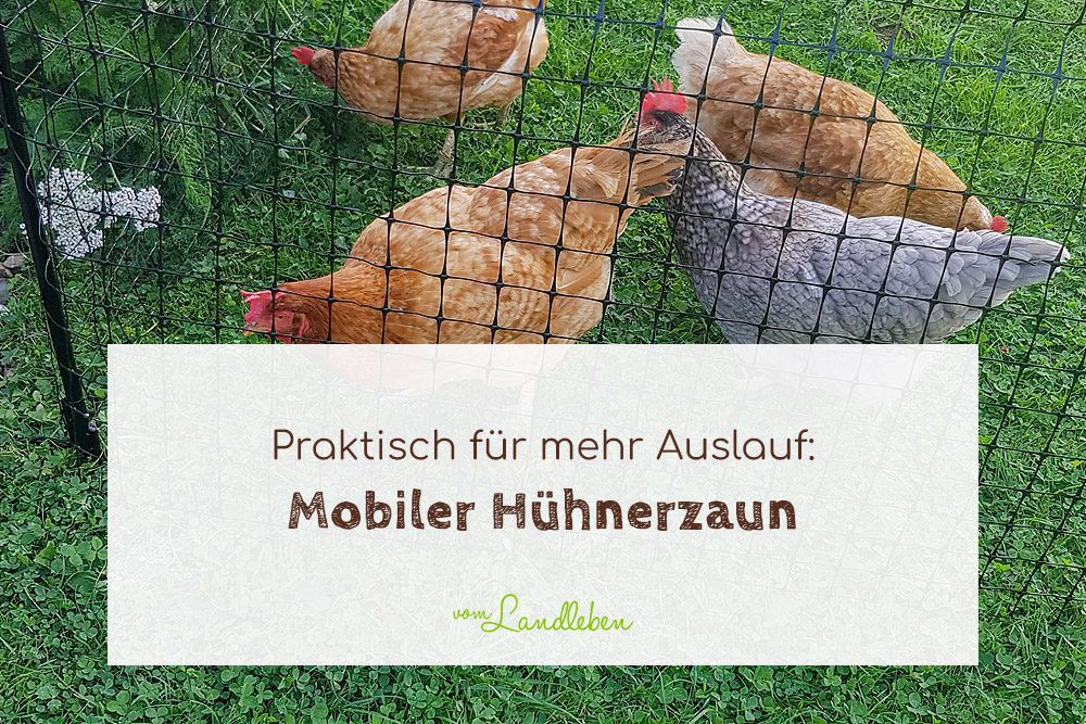 Mobiler Hühnerzaun für mehr Auslauf