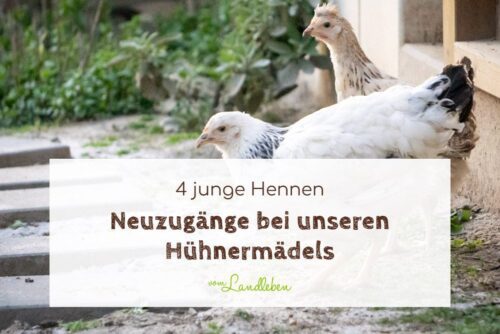 4 neue junge Hennen sind eingezogen