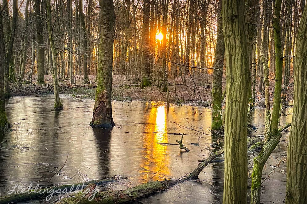 Sonnenaufgang am Teich