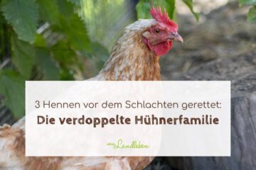Die verdoppelte Hühnerfamilie
