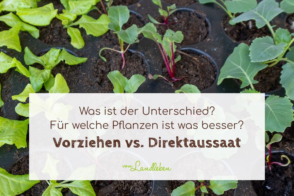 Vorziehen vs. Direktaussaat