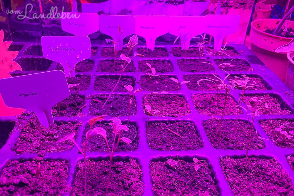 Anzuchtstation Ende März 2024