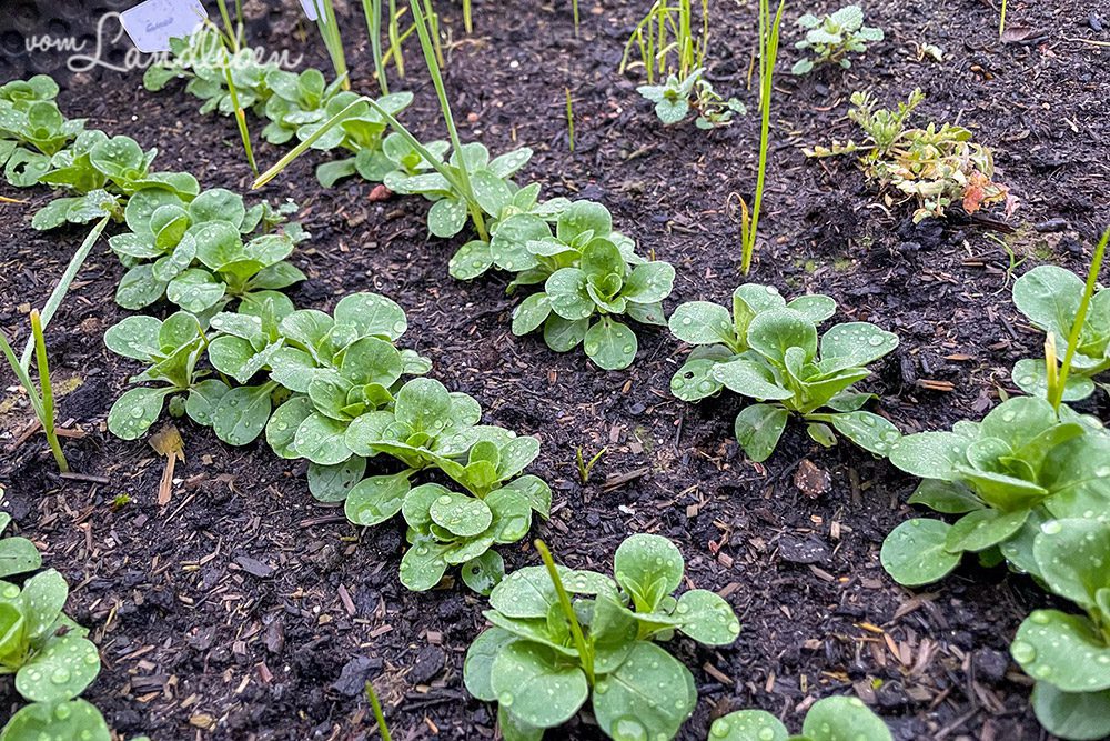 Feldsalat und Knoblauch im Februar im Hochbeet