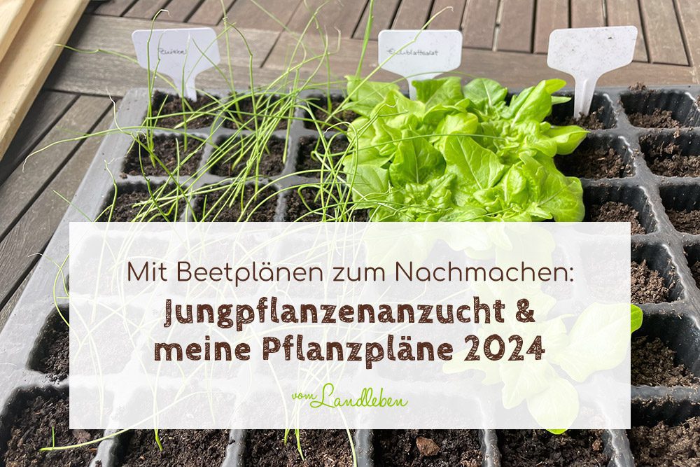Meine Jungpflanzenanzucht & Pflanzpläne 2024