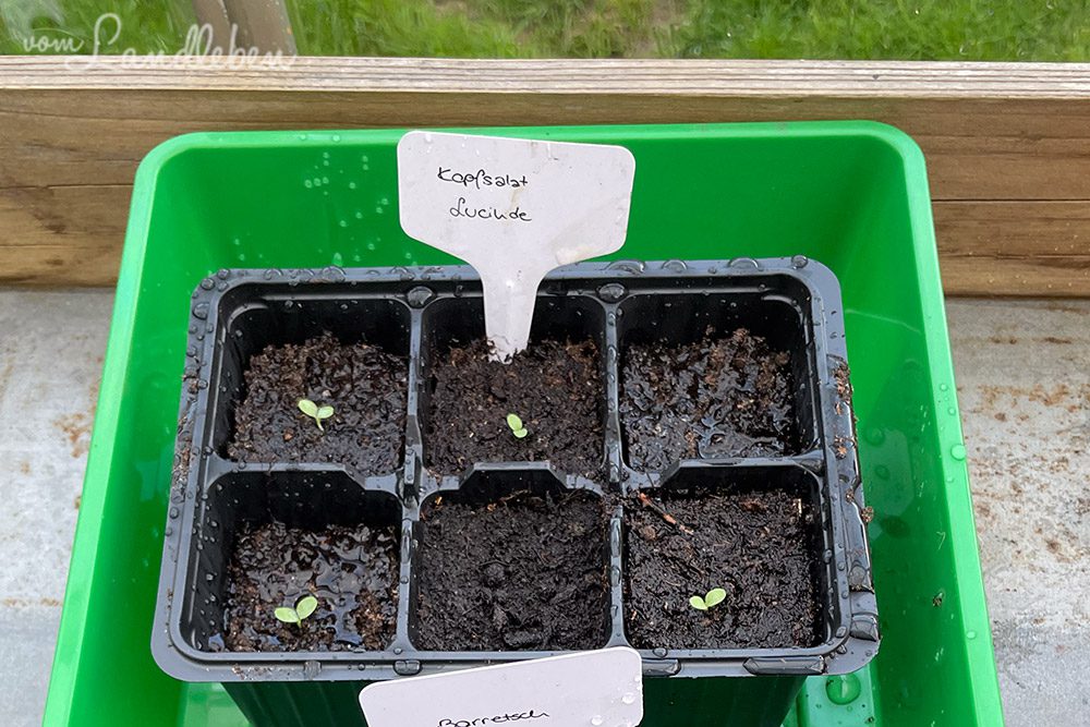 Kopfsalat vorziehen