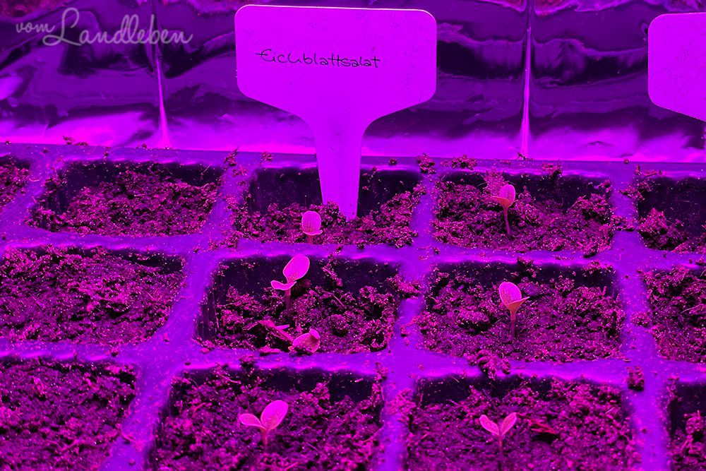 Salat eine Woche nach der Aussaat