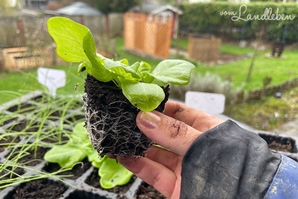 Salat 4 Wochen nach der Aussaat