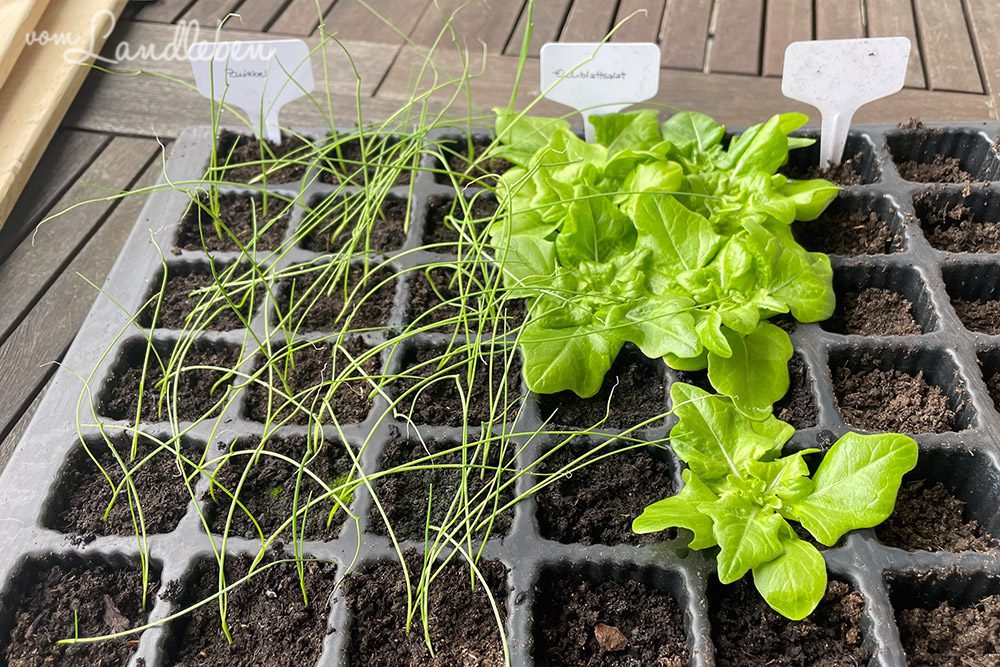 Zwiebeln und Salat 4 Wochen nach der Aussaat