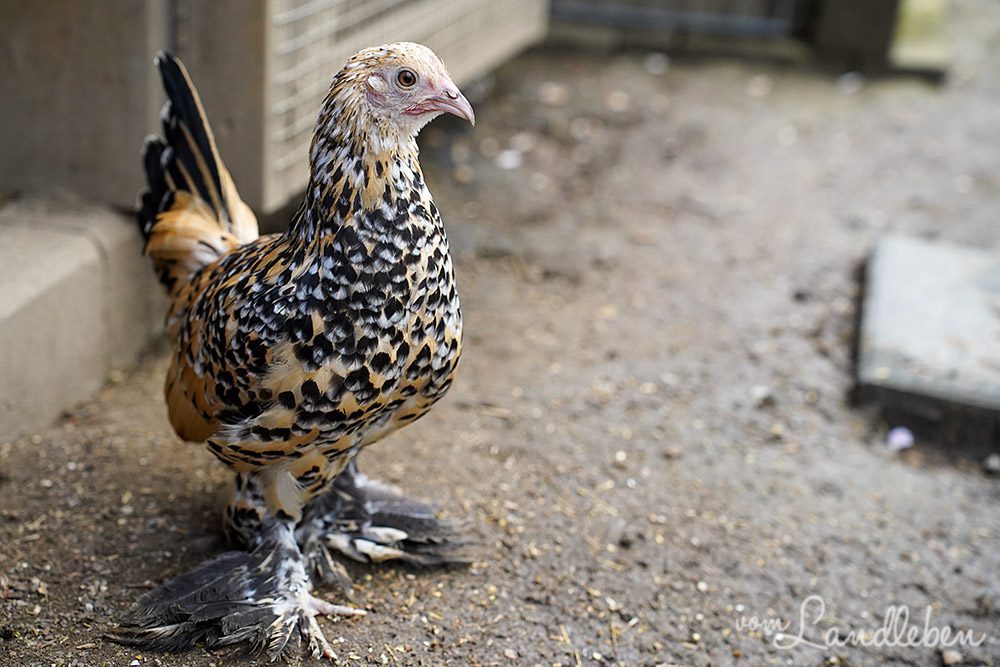 Federfüßiges Zwerghuhn Zelda