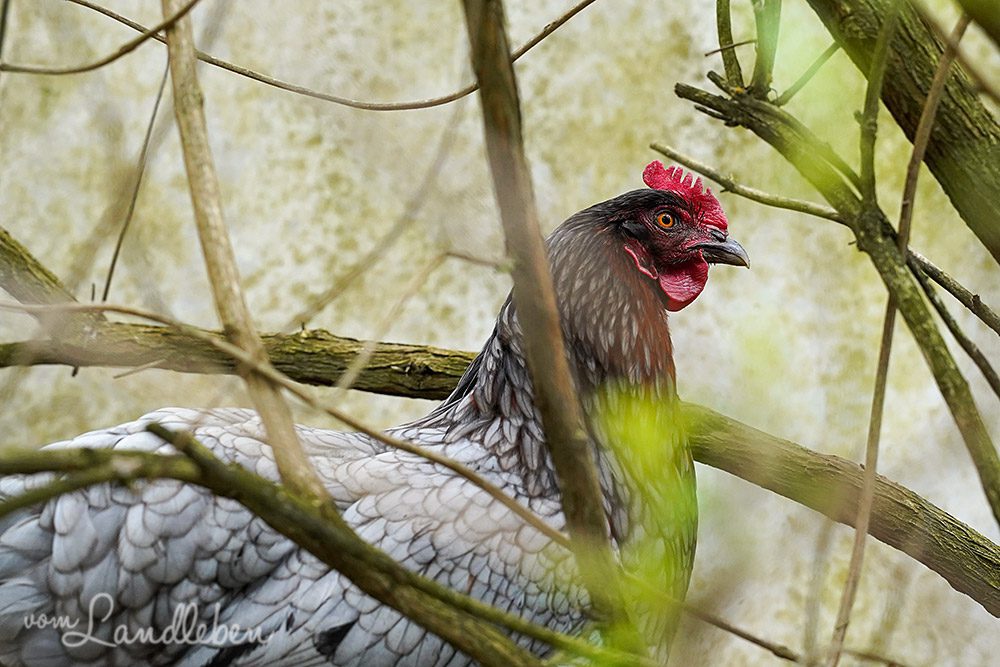 Königsberger-Henne Antonia