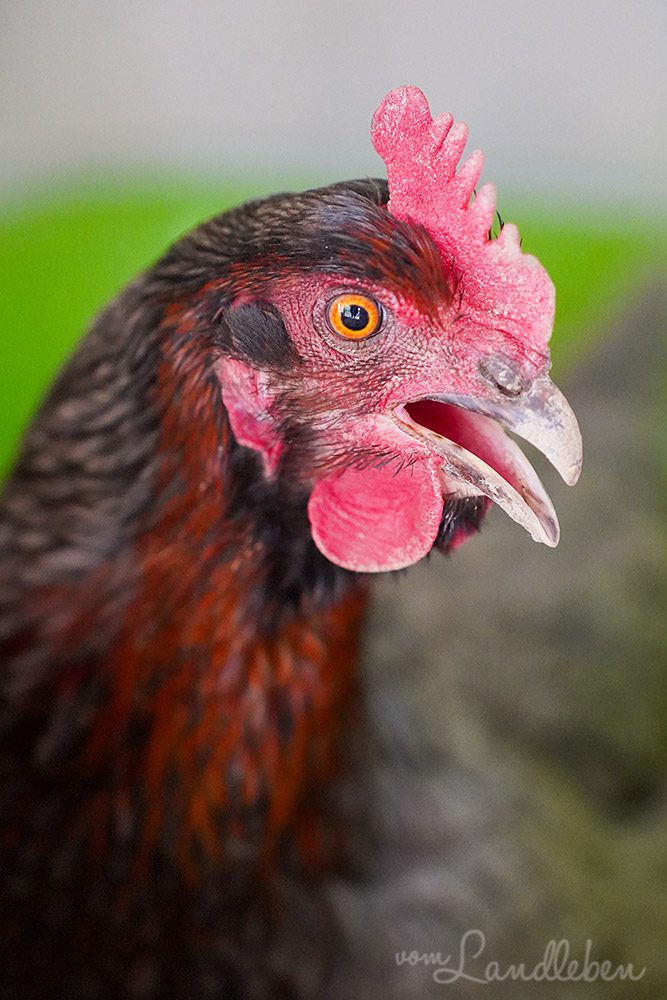 Königsberger-Henne Antonia