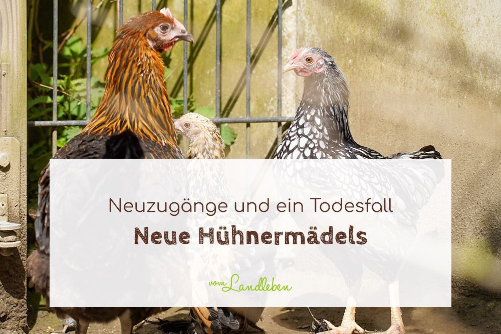 Neue Hühner und ein Todesfall