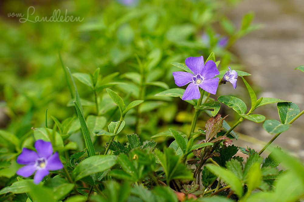 Vinca Minor