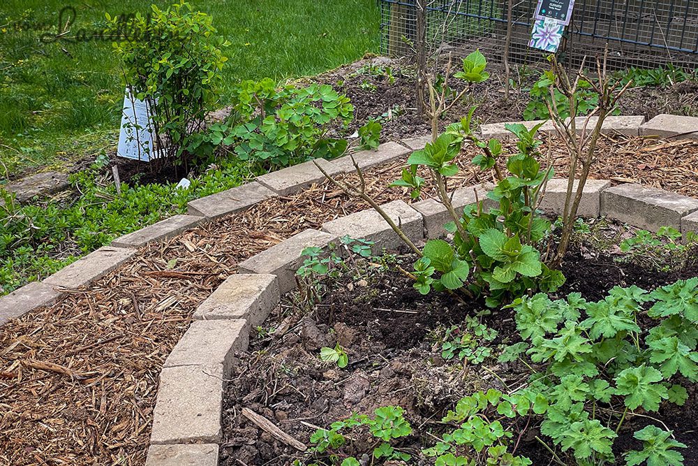 Vorgarten im März 2024