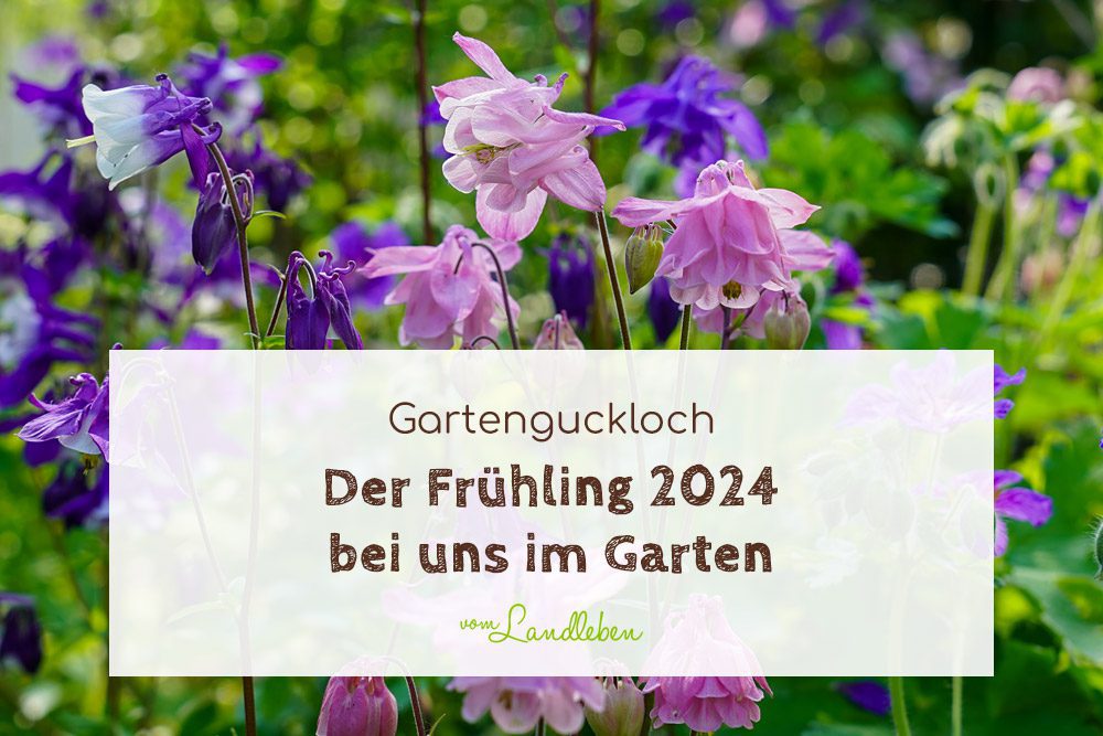 Der Frühling 2024 bei uns im Garten