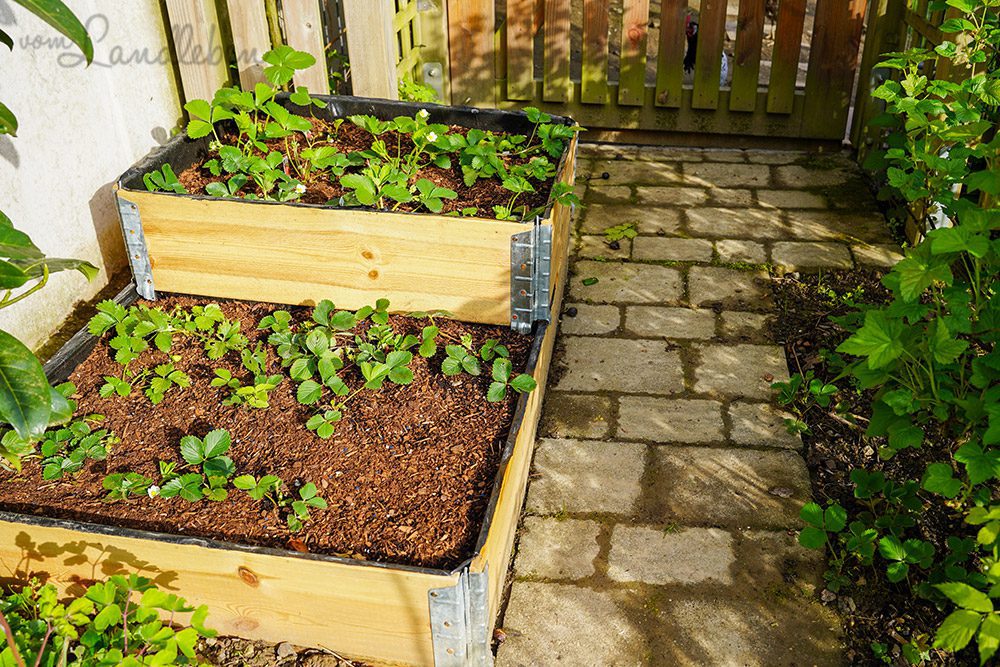 Neues Hochbeet für die Erdbeeren